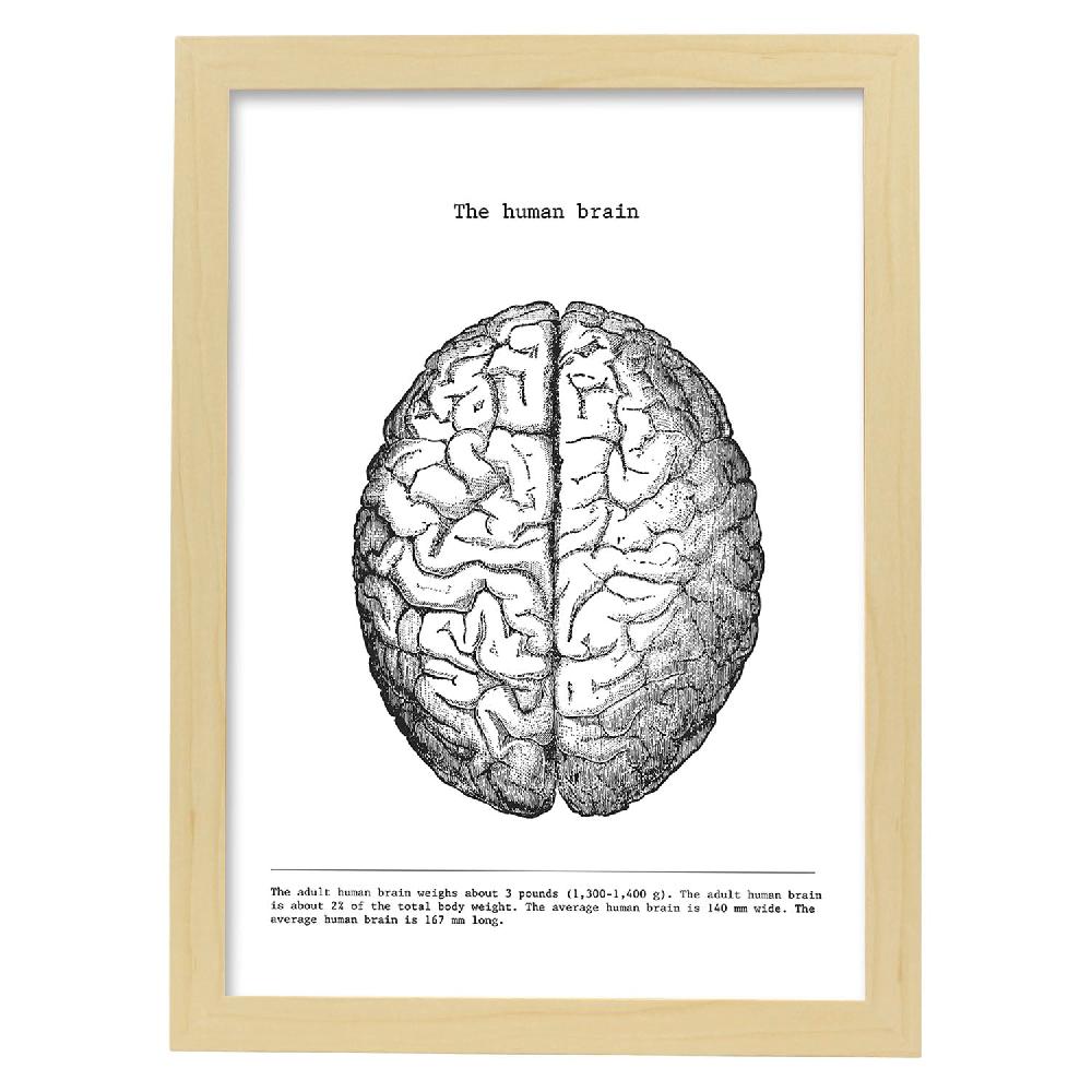Nacnic Láminas De Anatomía Del Cerebro En Blanco Y Negro