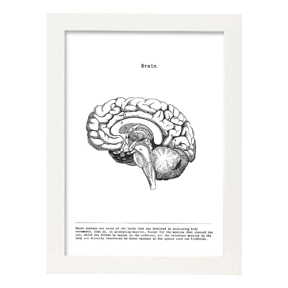 Nacnic Láminas De Anatomía Del Cerebro En Blanco Y Negro