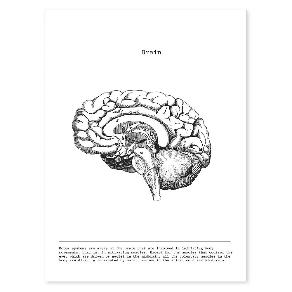 nacnic Láminas de Anatomía del Cerebro en Blanco y Negro