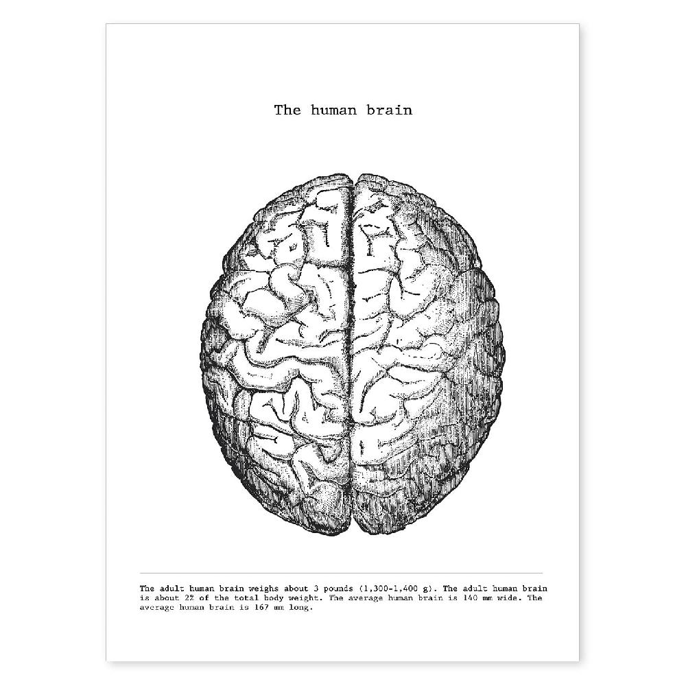 nacnic Láminas de Anatomía del Cerebro en Blanco y Negro