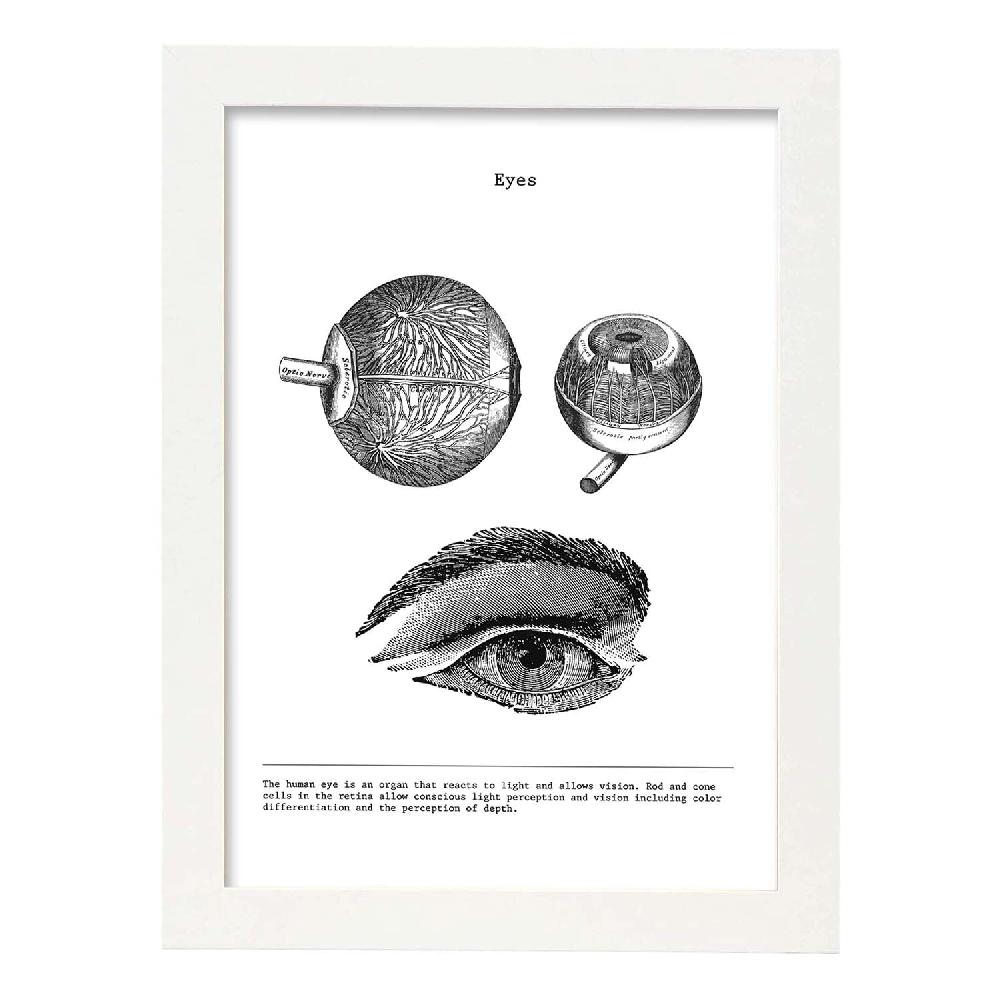 Nacnic Láminas De Anatomía Del Cuerpo Humano En Blanco Y Negro