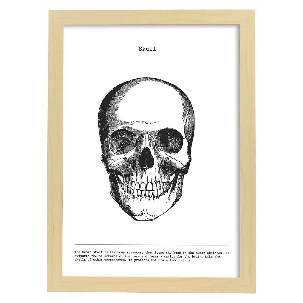 Nacnic Láminas De Anatomía Del Cuerpo Humano En Blanco Y Negro