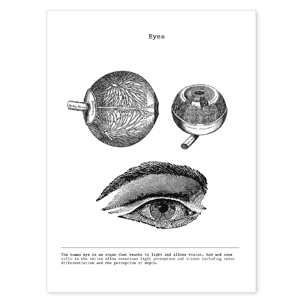 nacnic Láminas de Anatomía del Cuerpo Humano en Blanco y Negro
