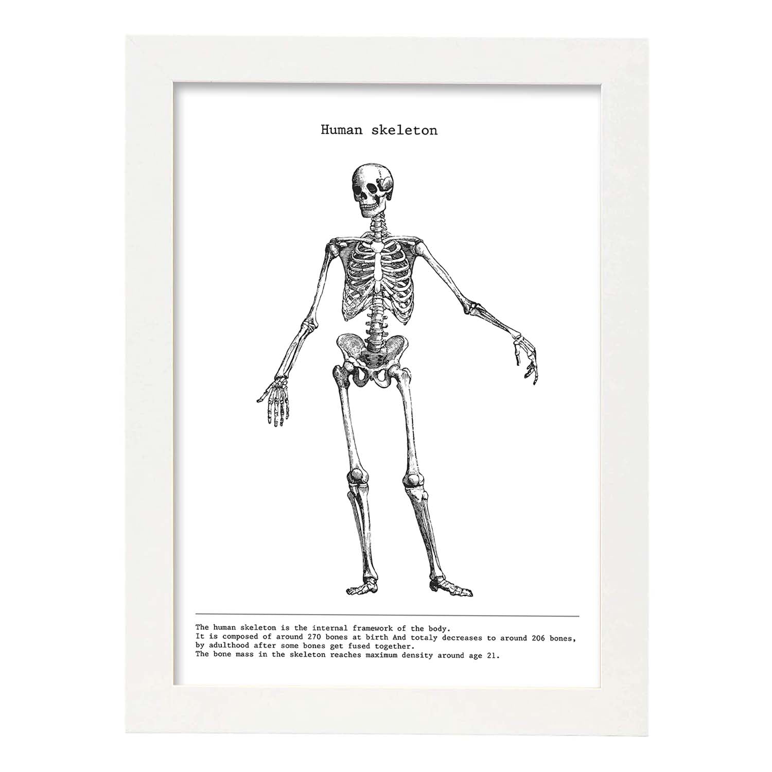 Nacnic Láminas De Anatomía Humana En Blanco Y Negro