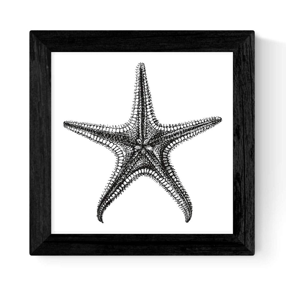 Nacnic Láminas De Animales Marinos En Blanco Y Negro