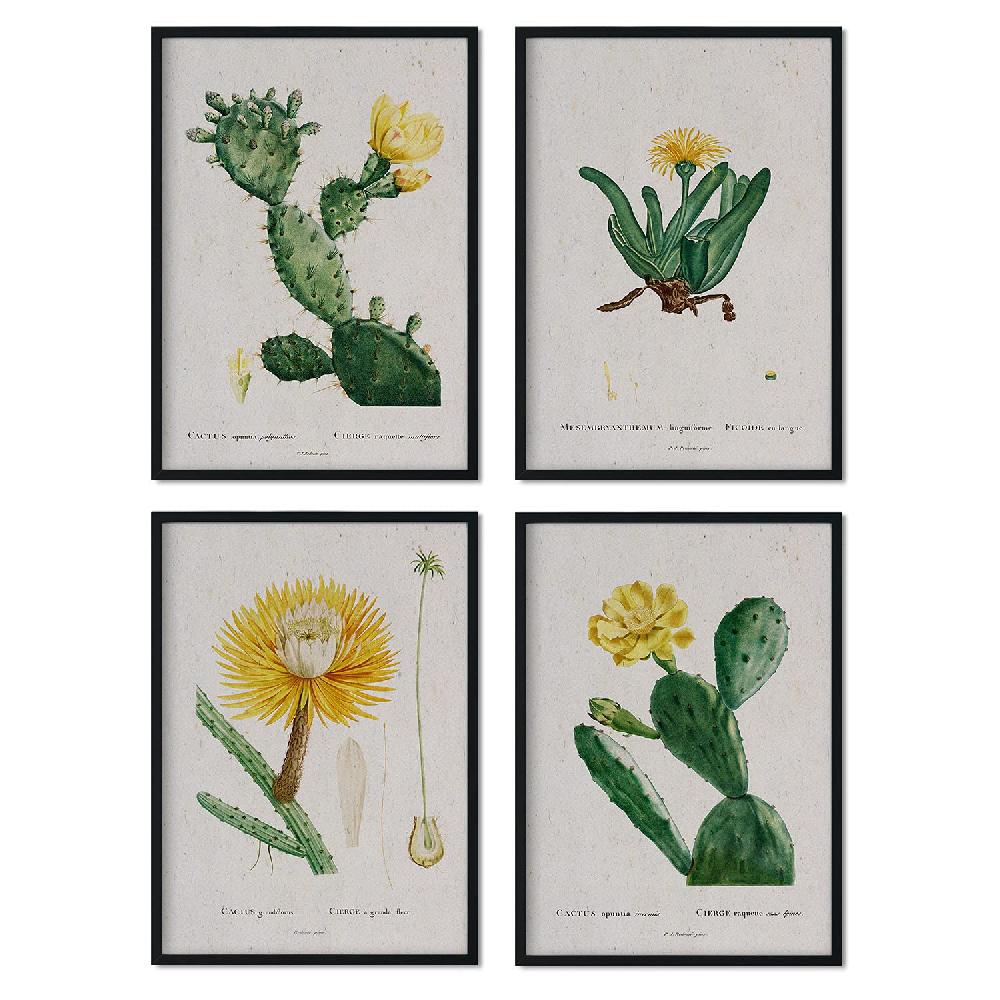 nacnic Láminas de Cactus Amarillo de Pierre-Joseph Redouté