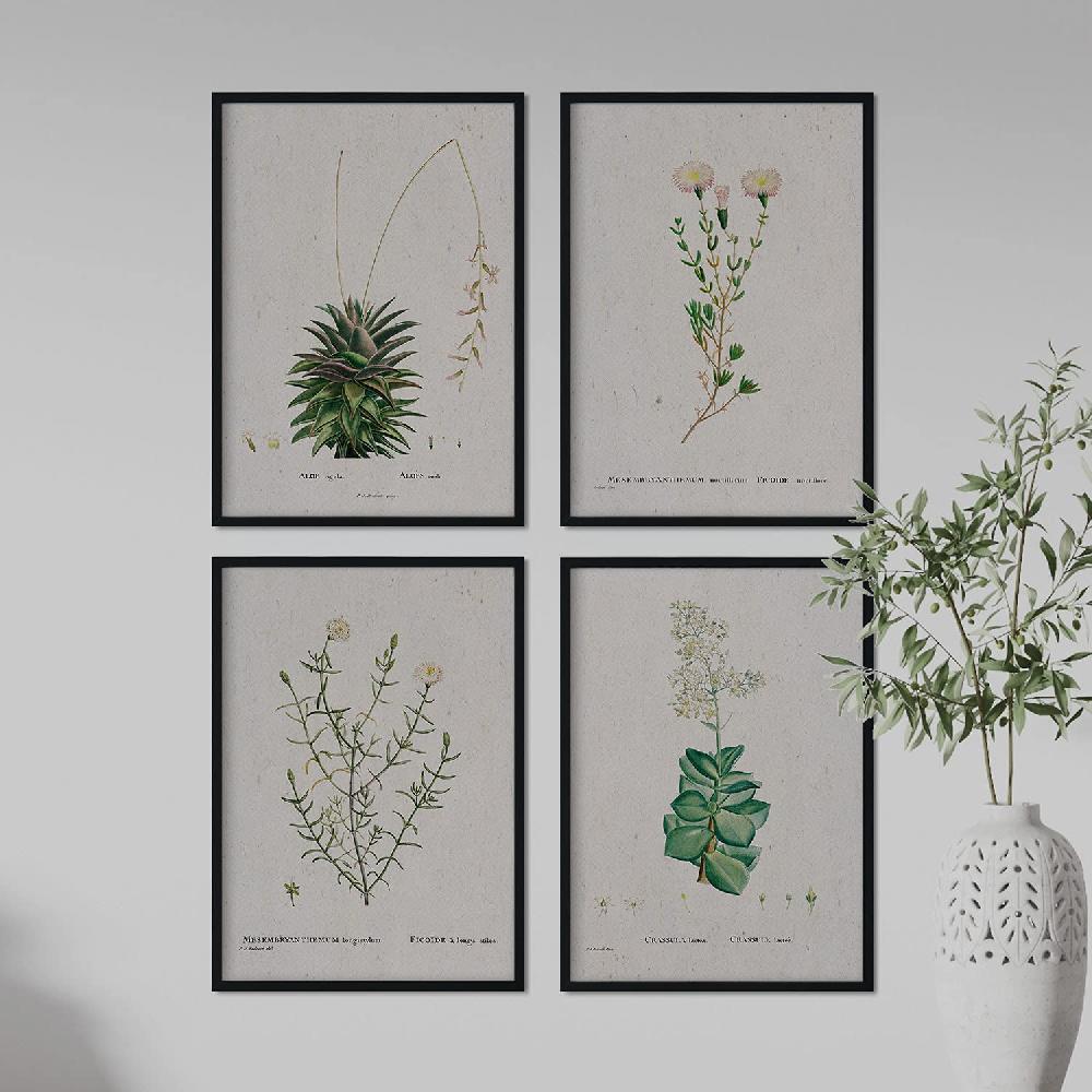 Nacnic Láminas De Flores Blancas En Acuarela De Pierre-Joseph Redouté