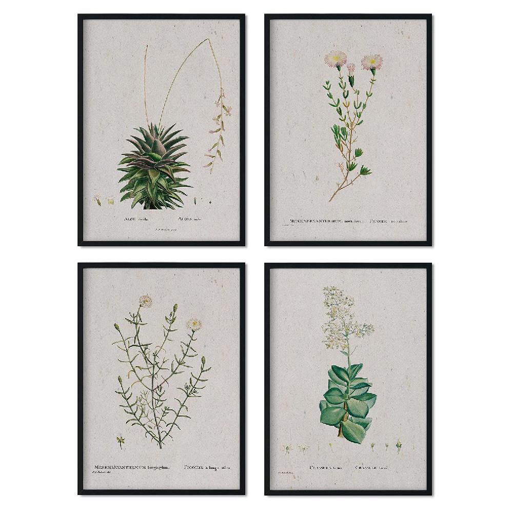 nacnic Láminas de Flores Blancas en Acuarela de Pierre-Joseph Redouté