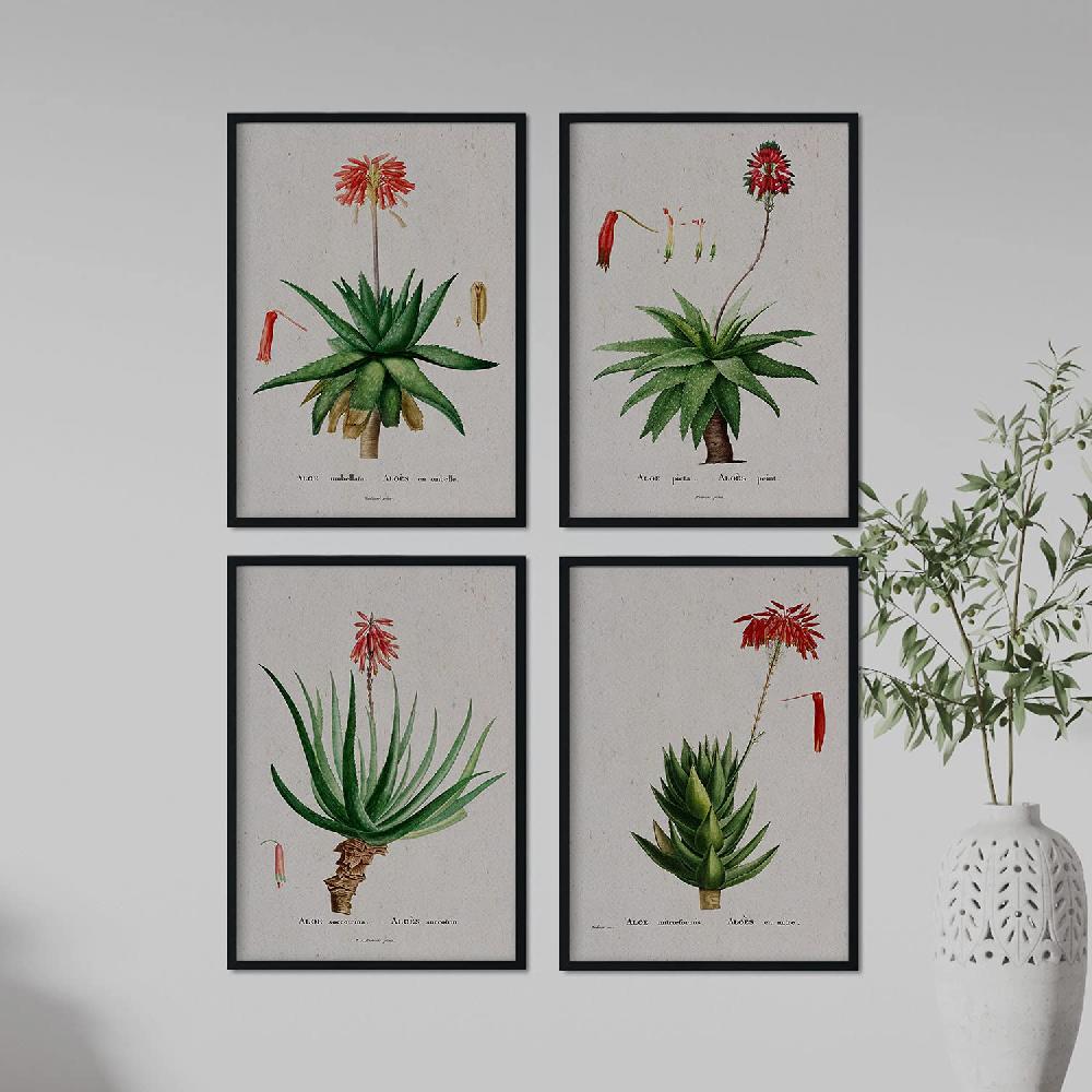 Nacnic Láminas De Flores Rojas Por Pierre-Joseph Redouté