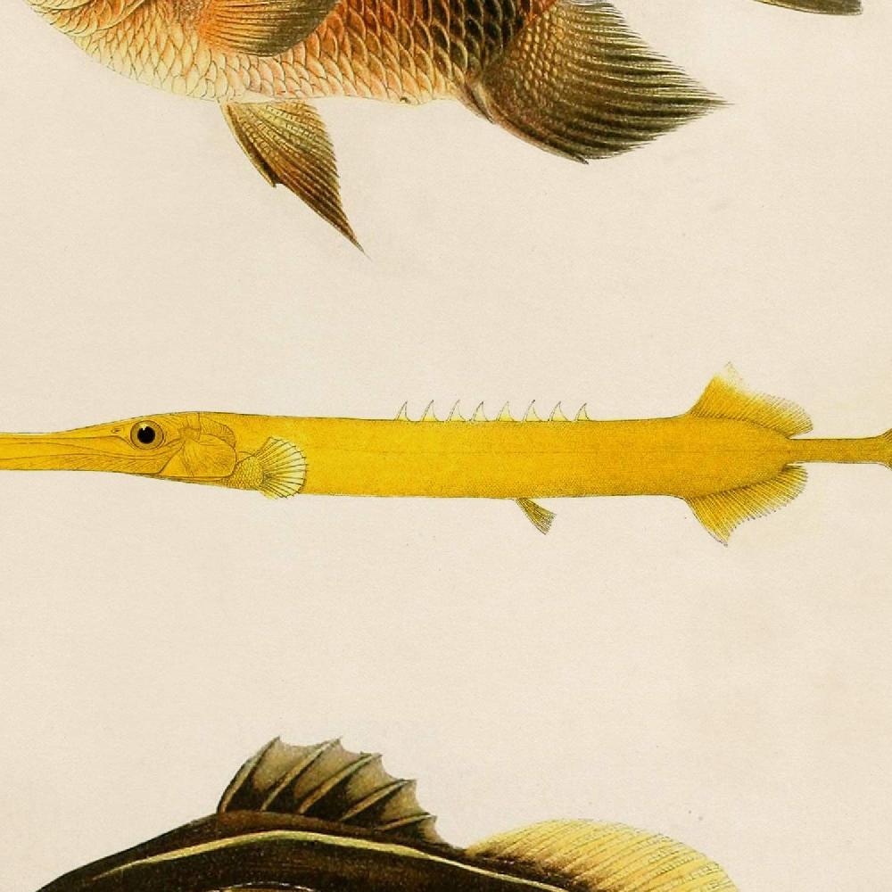 Nacnic Láminas De Peces Coloridos Efecto Vintage Java