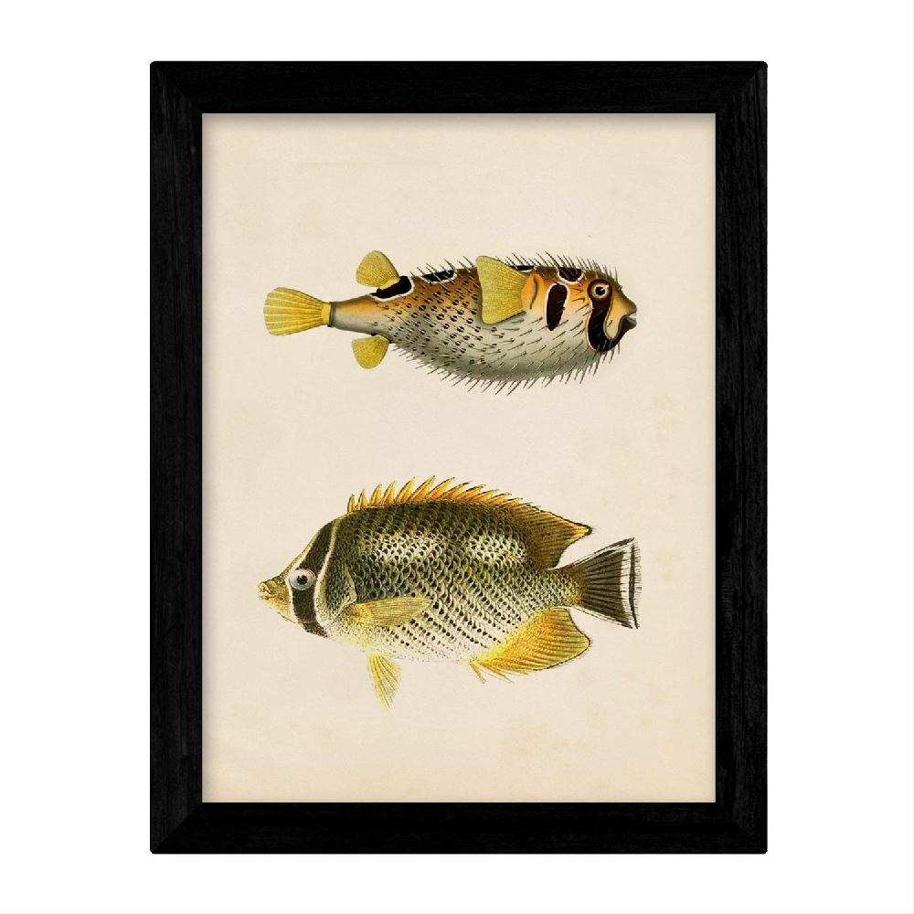 Nacnic Láminas De Peces Coloridos Efecto Vintage Java