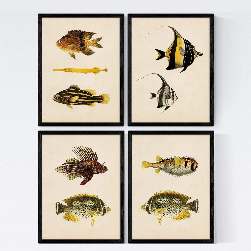nacnic Láminas de Peces Coloridos Efecto Vintage Java