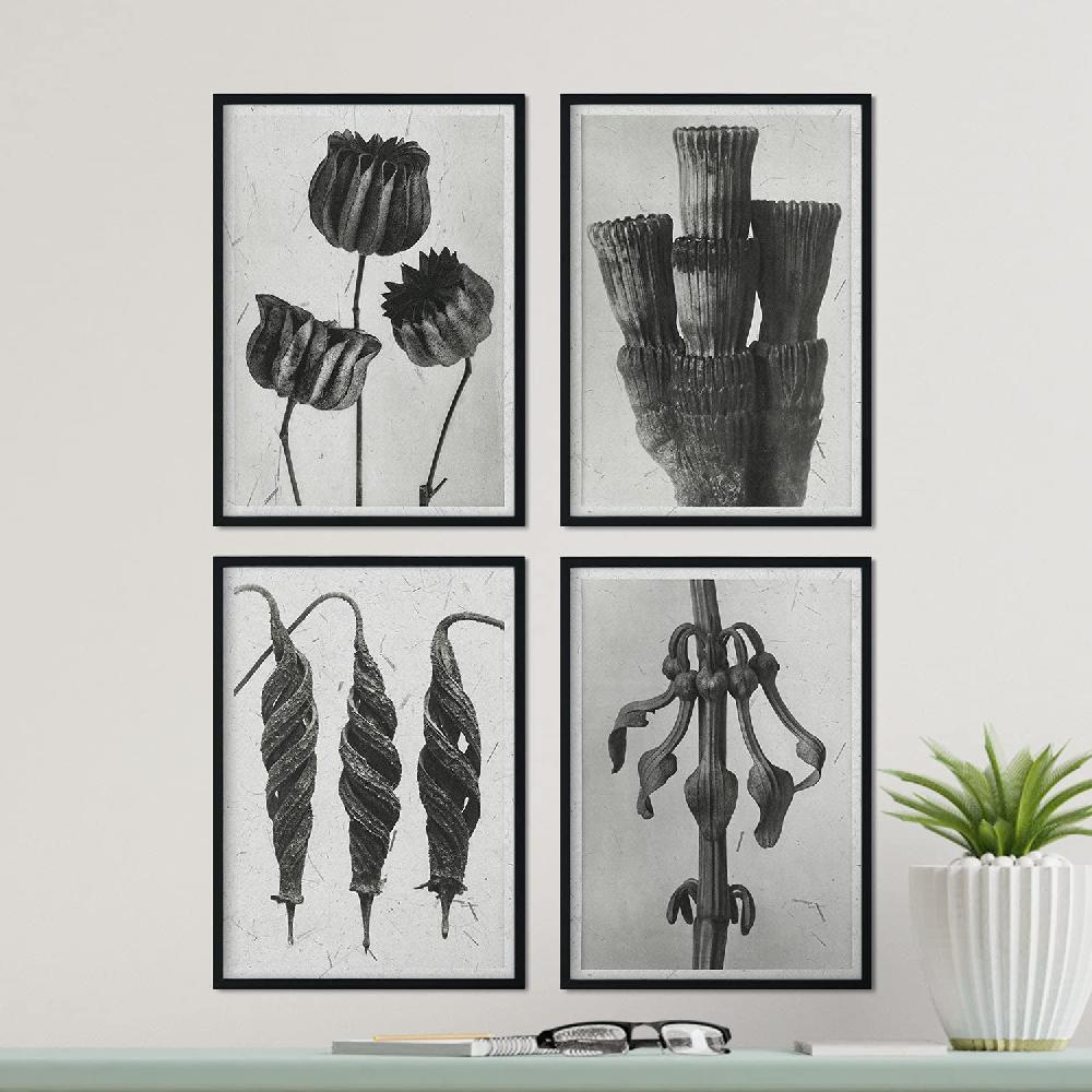 Nacnic Láminas Exóticas De Flores Y Plantas En Grises