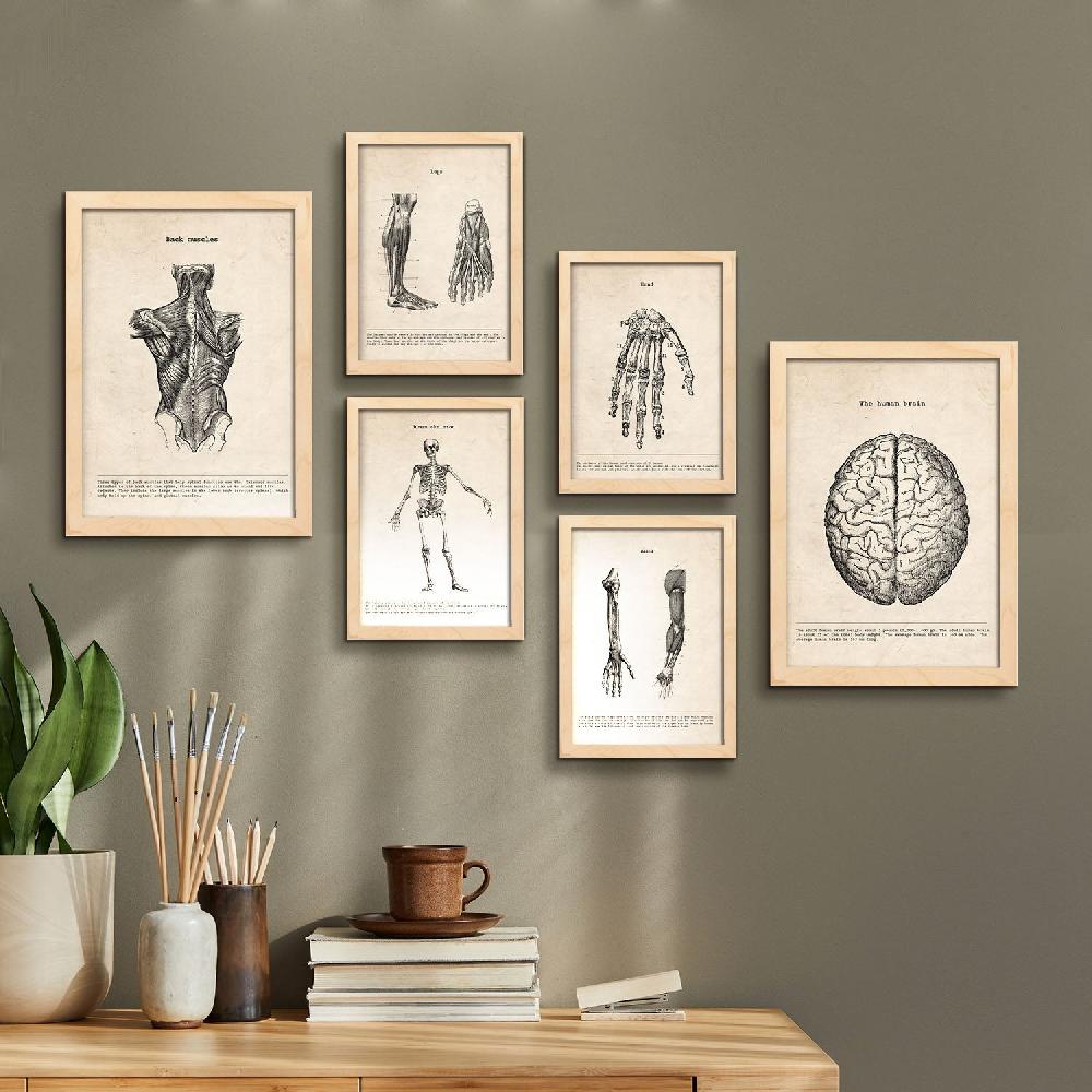 Nacnic Láminas Nacnic Anatomía De Músculos Y Huesos