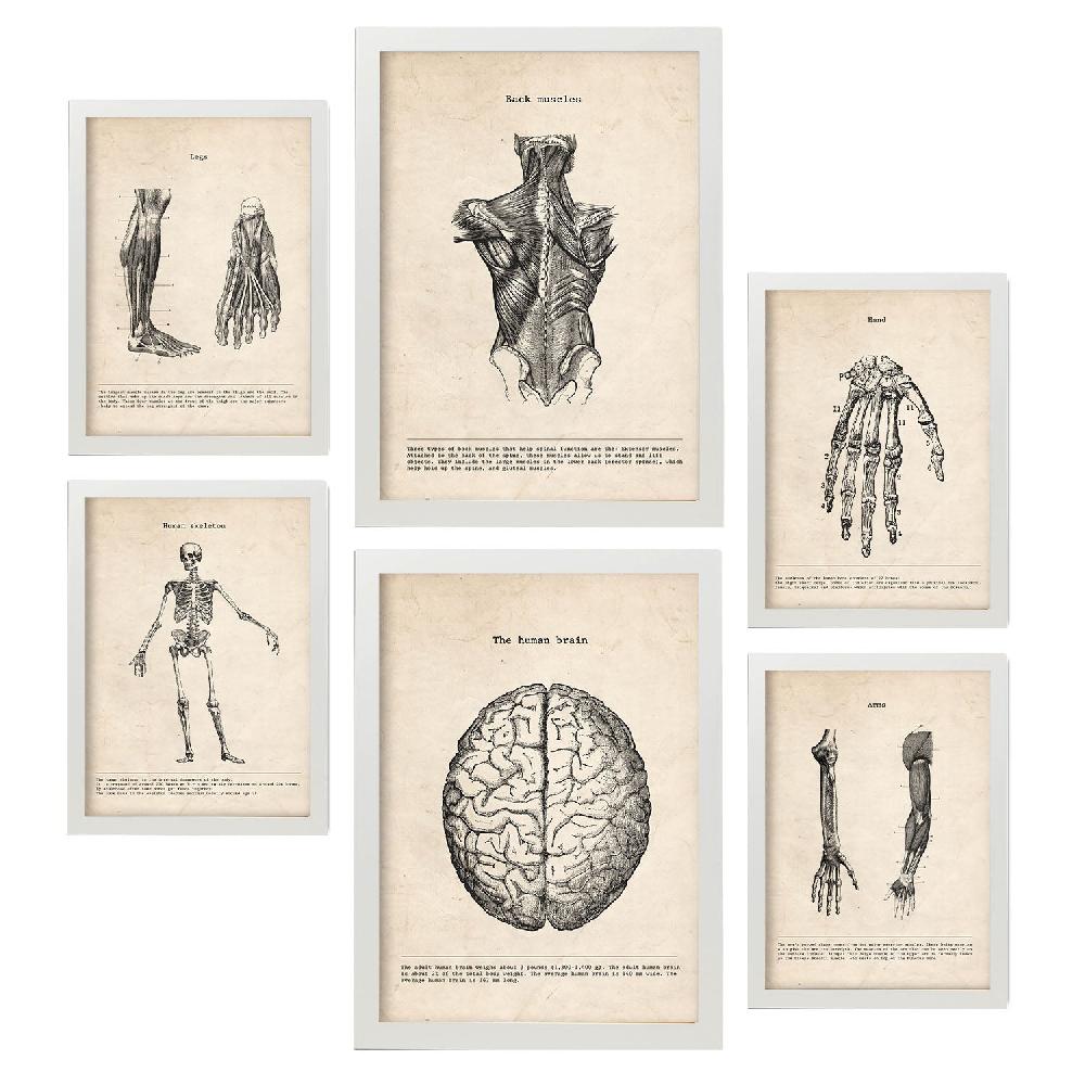 Nacnic Láminas Nacnic Anatomía De Músculos Y Huesos