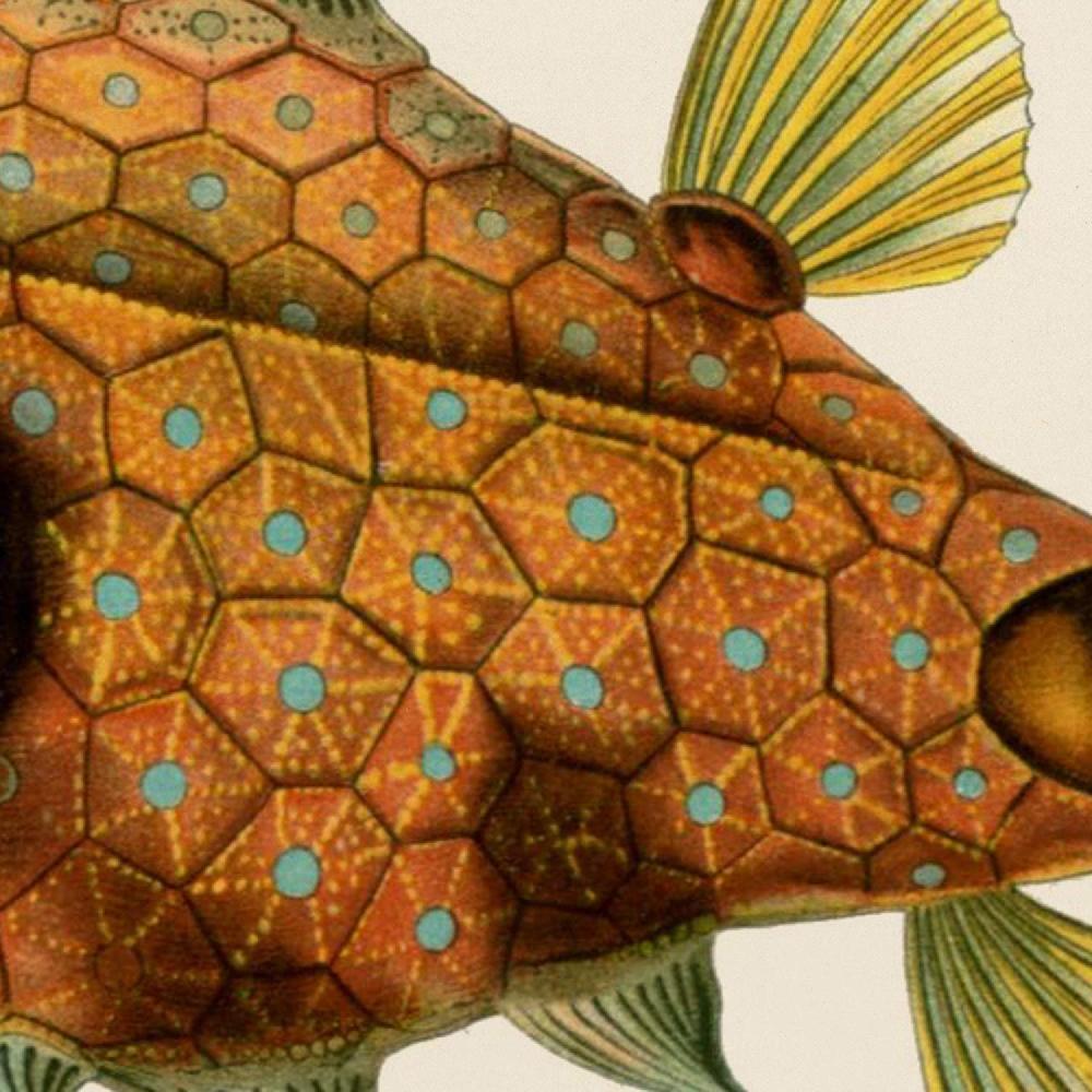 Nacnic Láminas Vintage De Peces Coloridos En Tono Amarillo Marrón