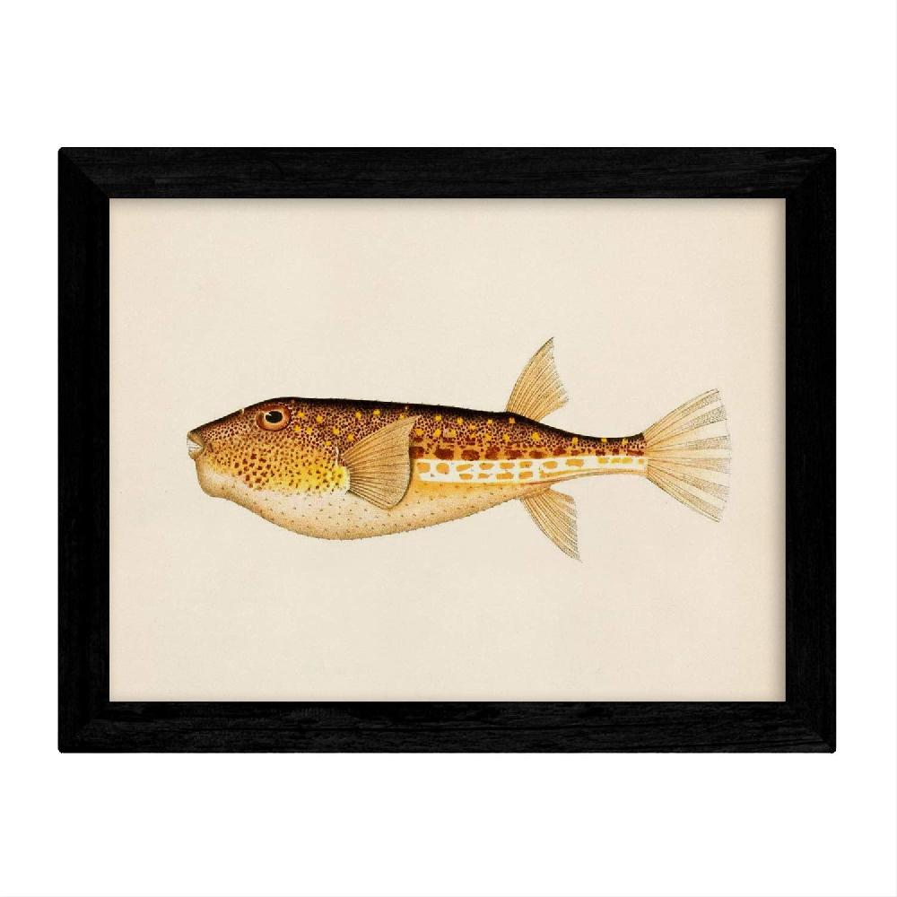 Nacnic Láminas Vintage De Peces Coloridos En Tono Amarillo Marrón