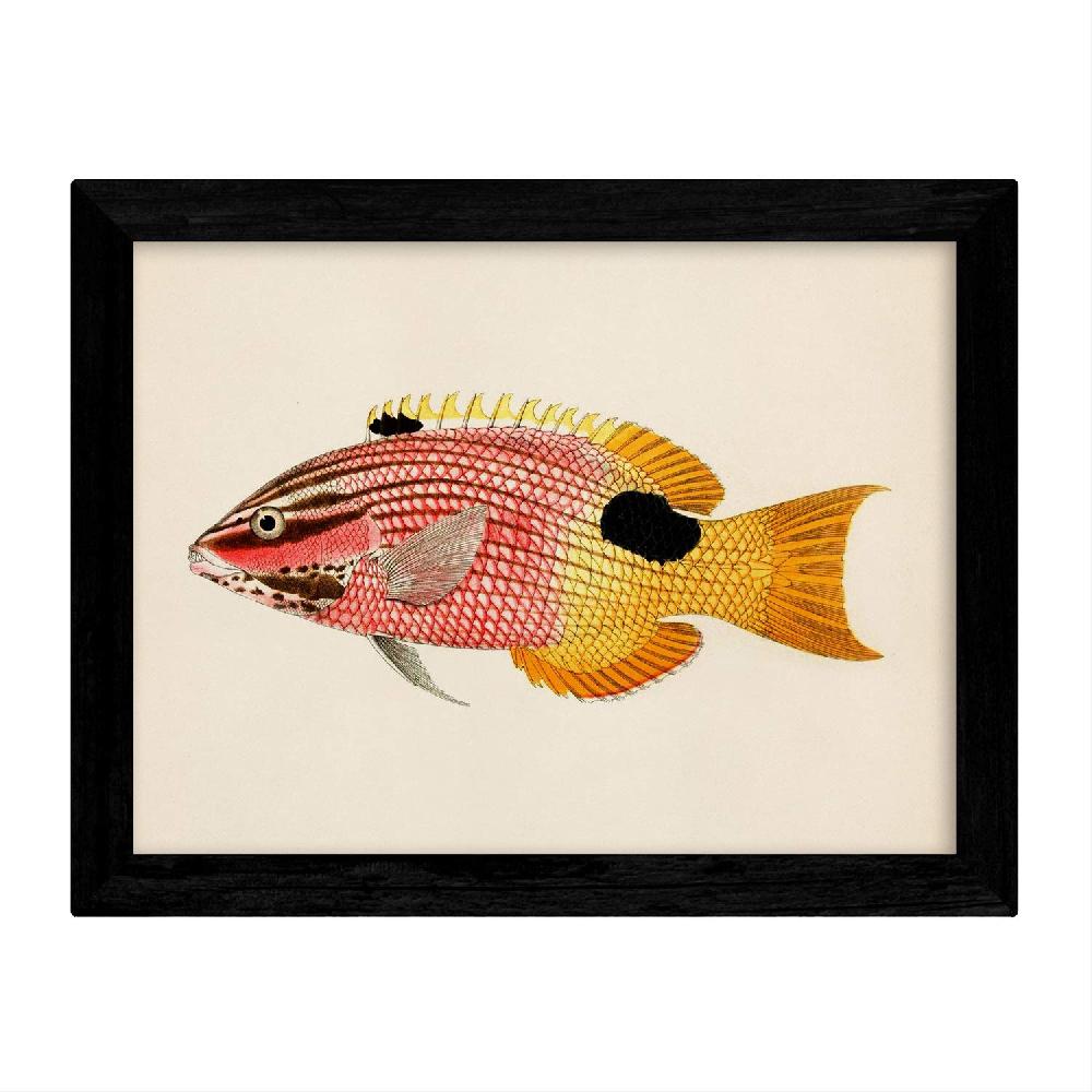 Nacnic Láminas Vintage De Peces Coloridos En Tono Azul Amarillo Verde
