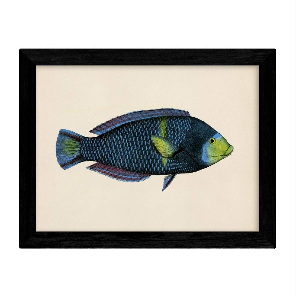 Nacnic Láminas Vintage De Peces Coloridos En Tono Azul Verde