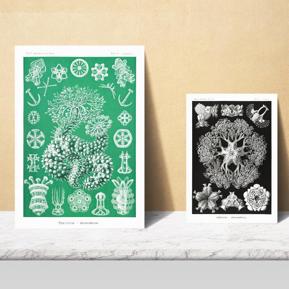 Nacnic Botanical Floral