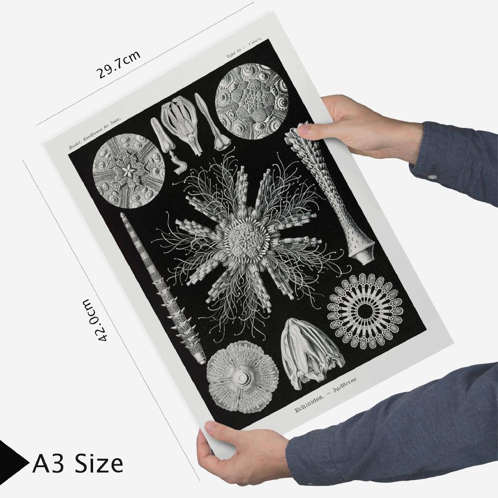 Nacnic Botanical Floral