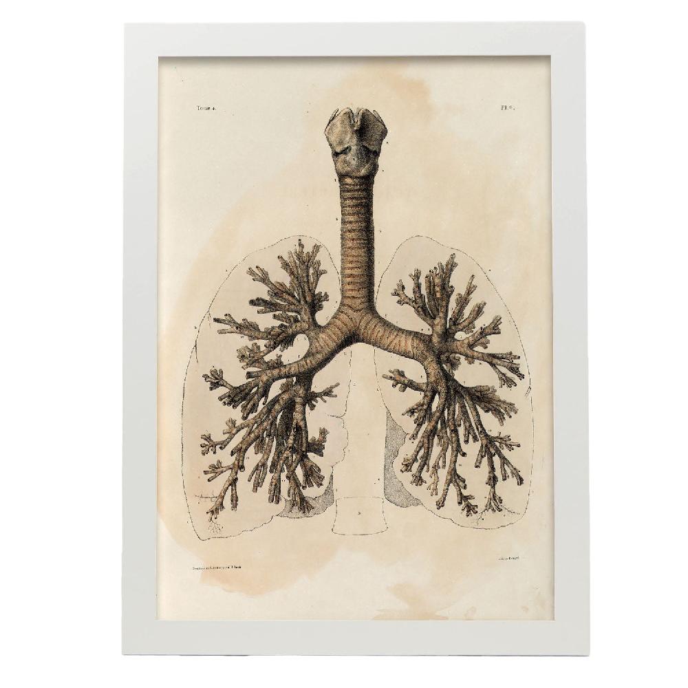 Nacnic Bronchi Trachea Laryngeal Cartilages