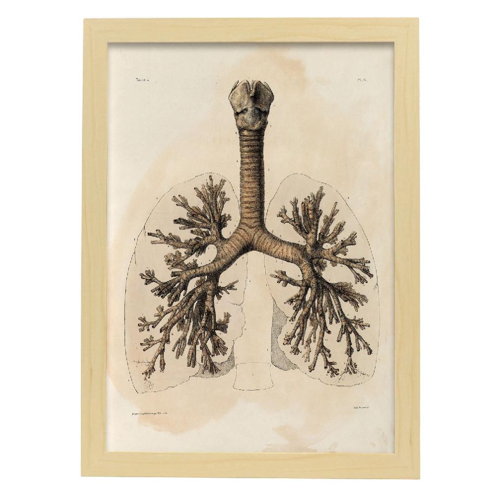 Nacnic Bronchi Trachea Laryngeal Cartilages