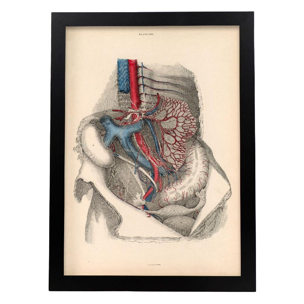 Nacnic Cartel De Dissección Del Abdomen