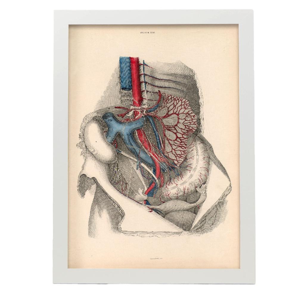 Nacnic Cartel De Dissección Del Abdomen