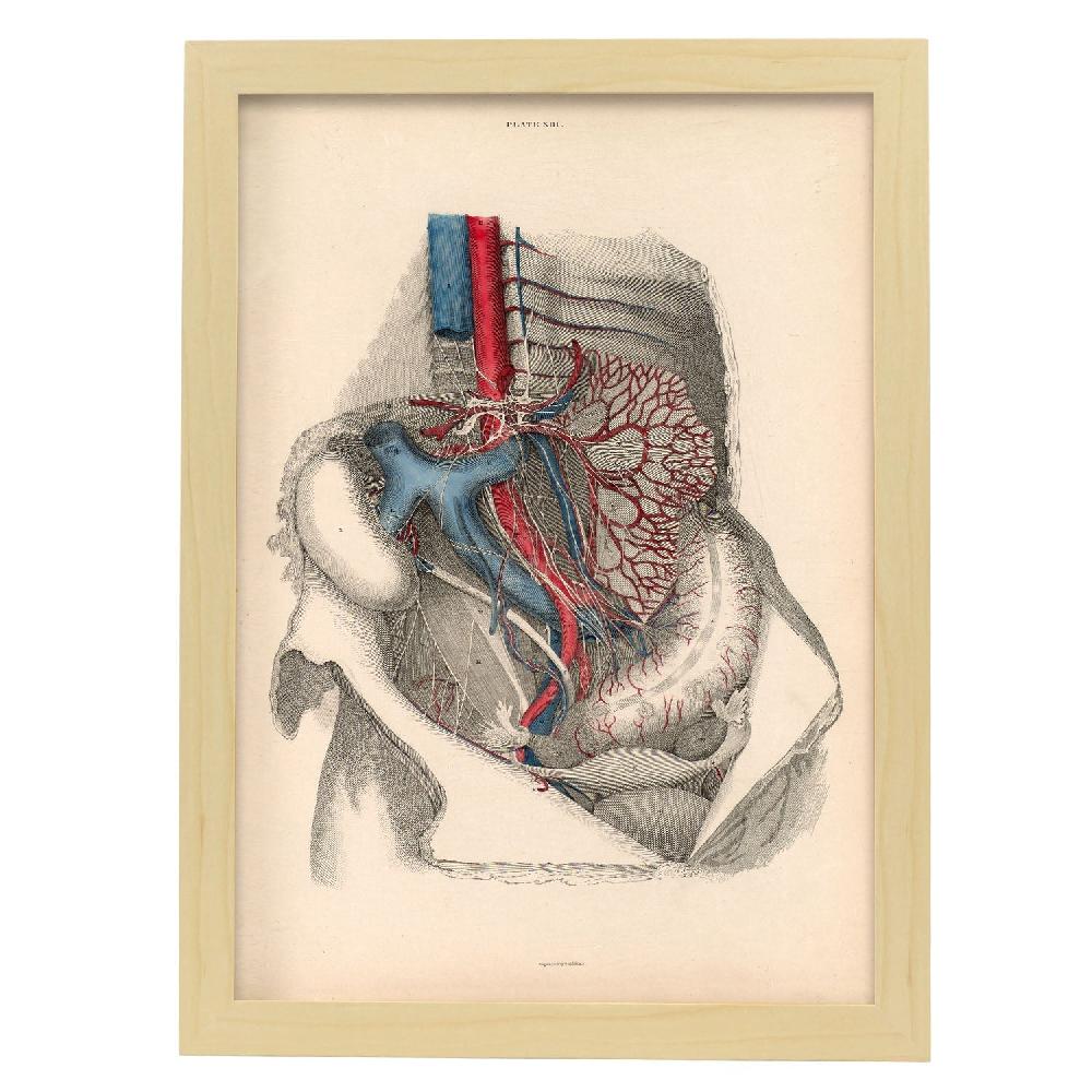 Nacnic Cartel De Dissección Del Abdomen