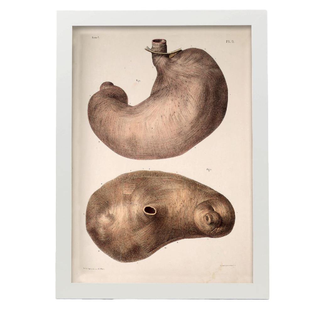 Nacnic Cartel De Estómago