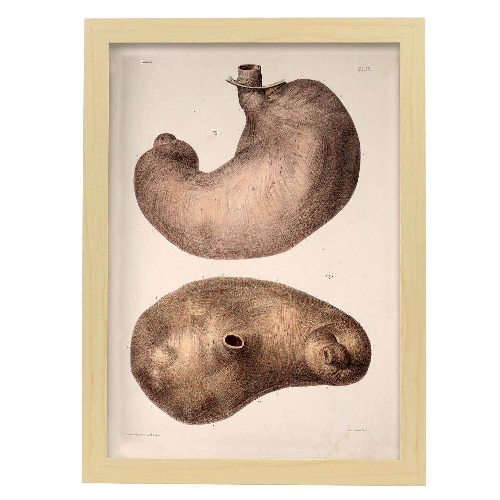 Nacnic Cartel De Estómago