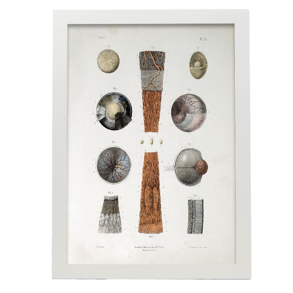 Nacnic Cartel De Eye (Poster De Eye)