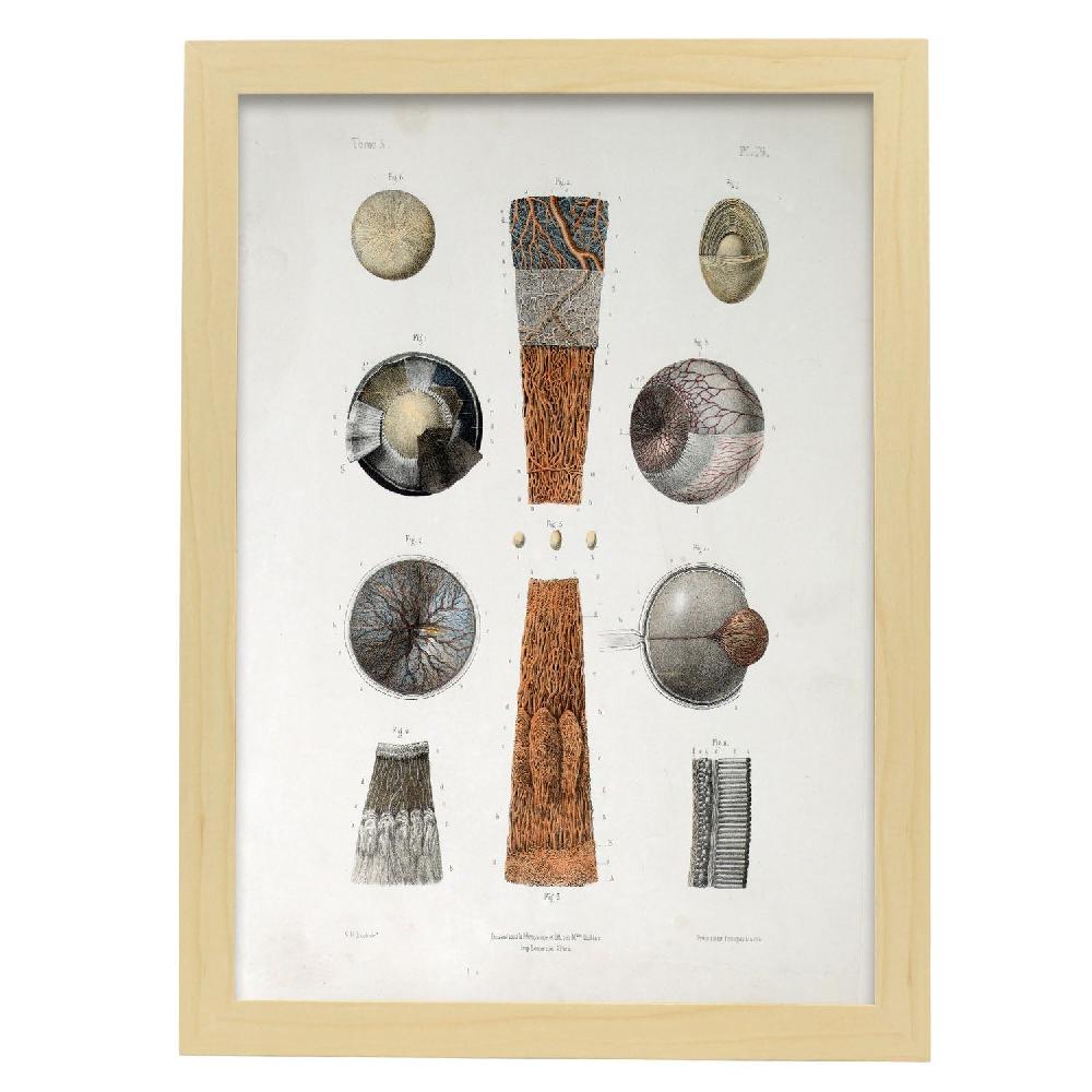 Nacnic Cartel De Eye (Poster De Eye)