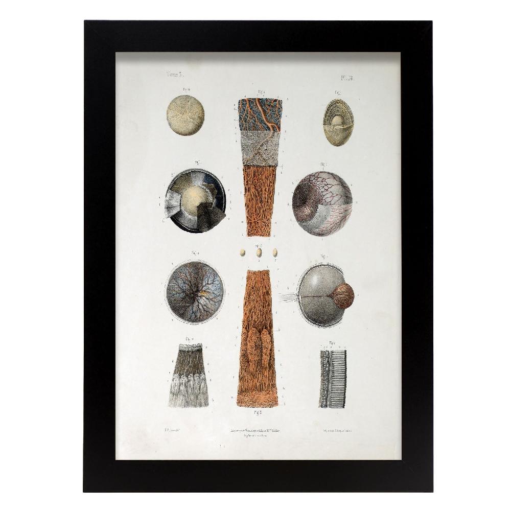 nacnic Cartel de Eye (Poster de Eye)