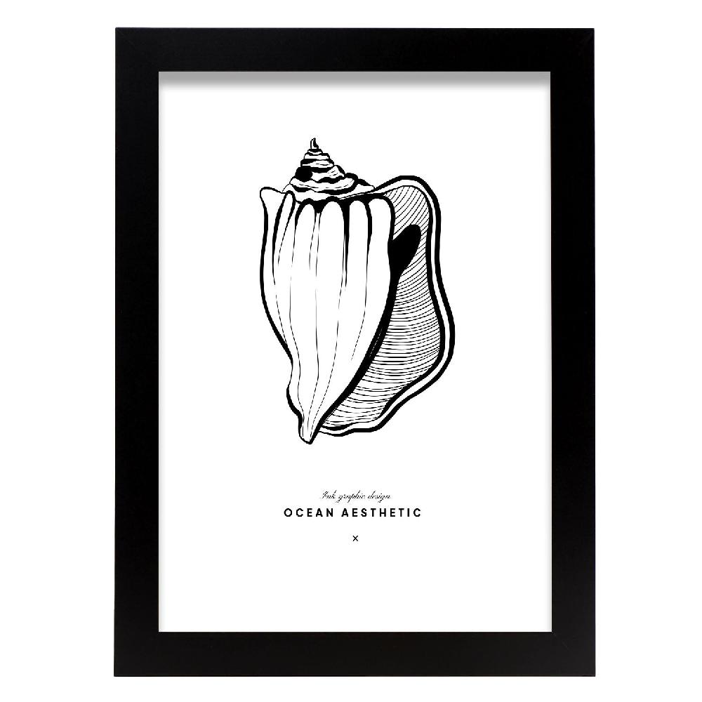 nacnic Cartel de Fighting conch