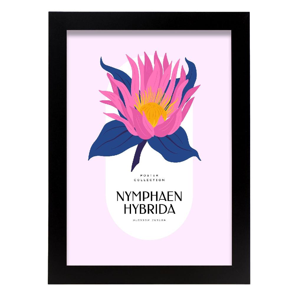 nacnic Cartel de Nymphaen Hybrida