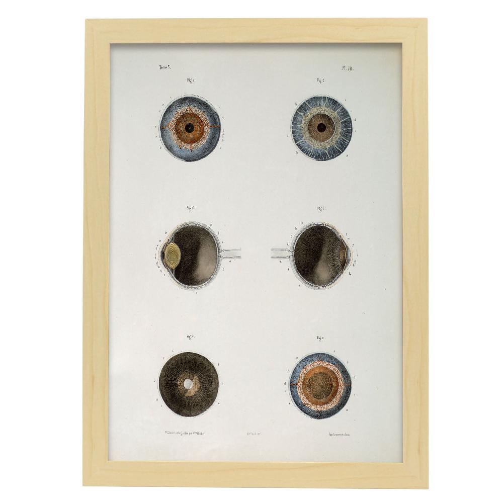 Nacnic Cartel De Ojo Aislado