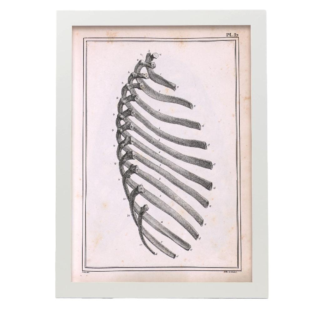 Nacnic Cartel De Paillou Ribs