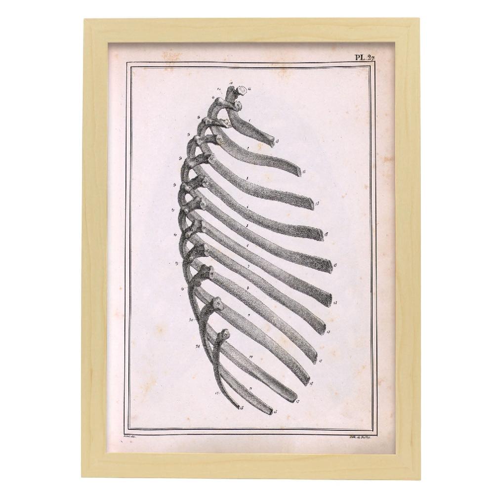 Nacnic Cartel De Paillou Ribs