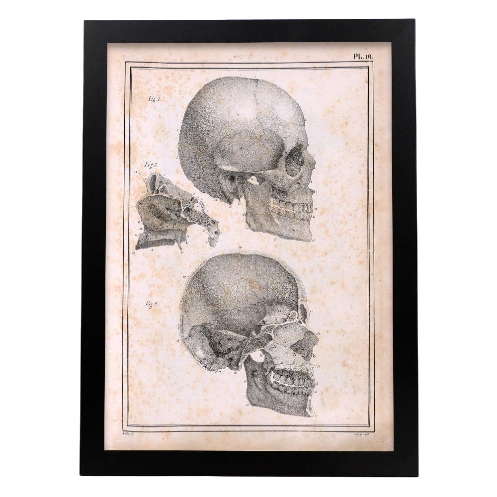 Nacnic Cartel De Paillou Sideview Skull