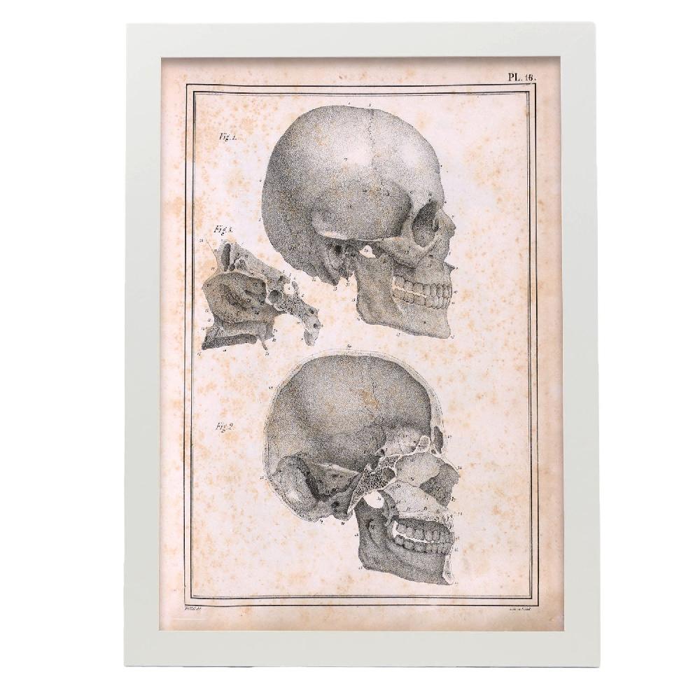 Nacnic Cartel De Paillou Sideview Skull