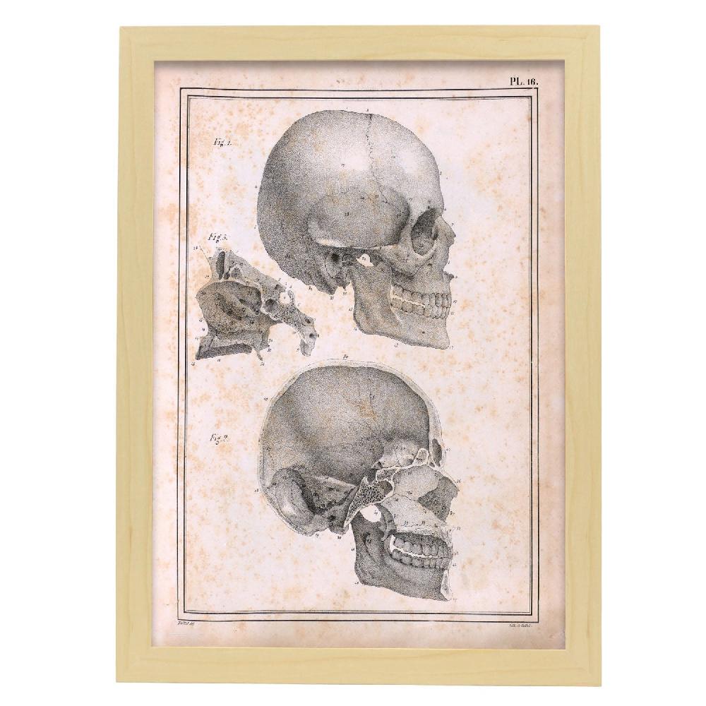 Nacnic Cartel De Paillou Sideview Skull