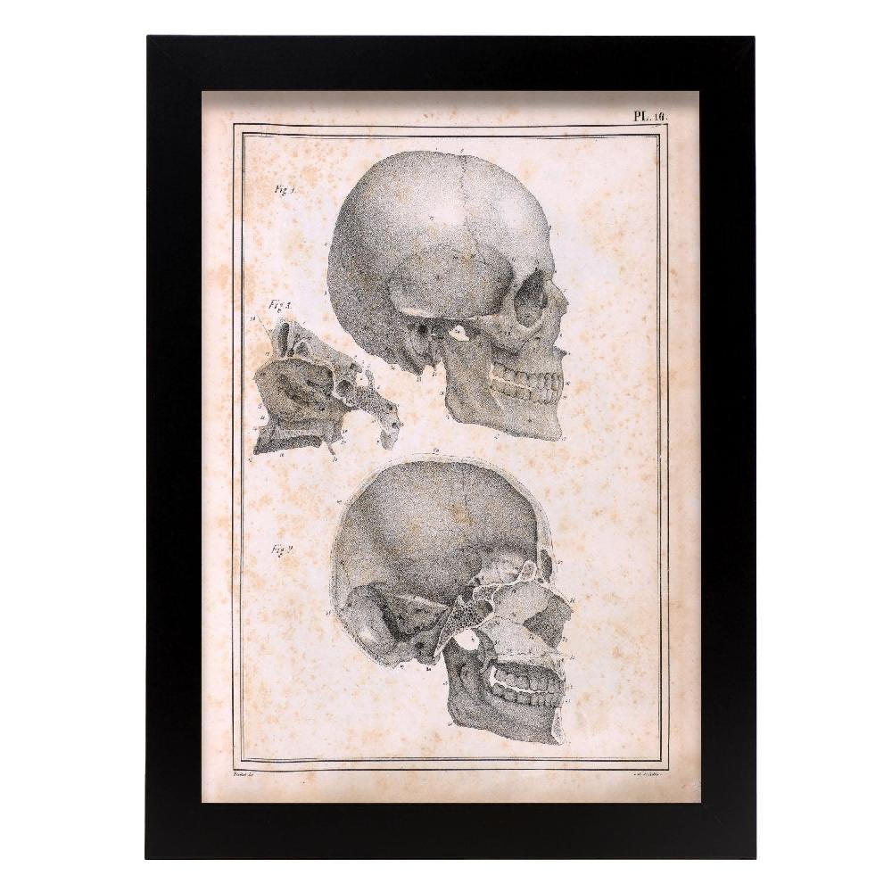 nacnic Cartel de Paillou Sideview Skull