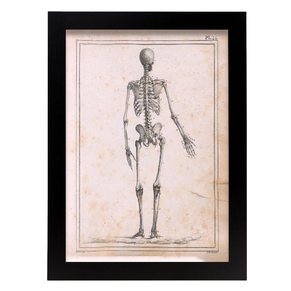 nacnic Cartel de Paillou Skeleton