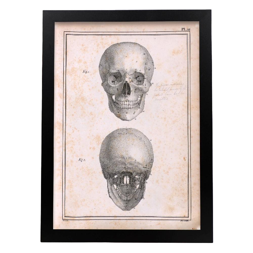 Nacnic Cartel De Paillou Skull