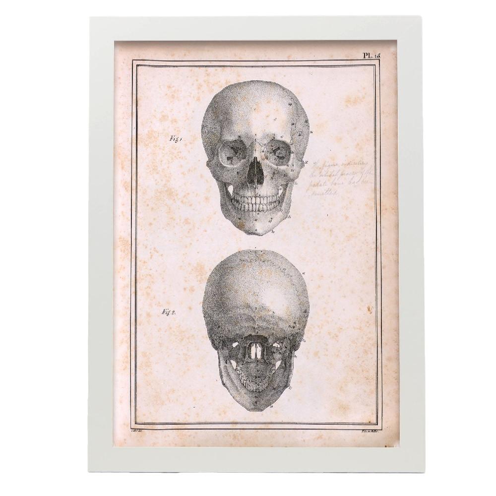 Nacnic Cartel De Paillou Skull