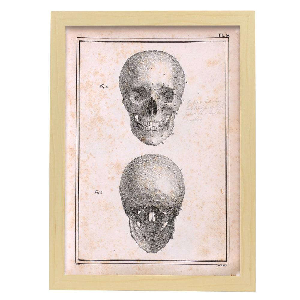 Nacnic Cartel De Paillou Skull