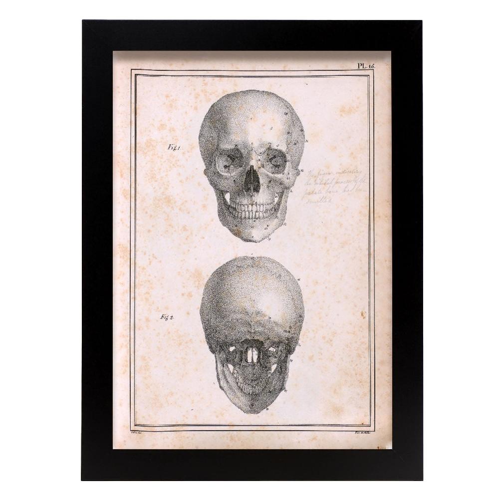 nacnic Cartel de Paillou Skull