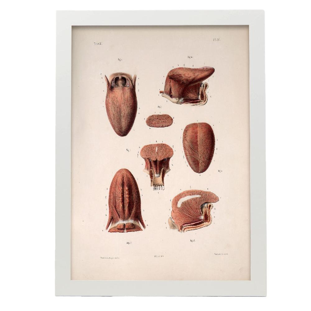 Nacnic Cartel De Tongue